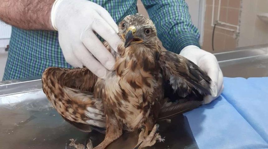 Yaralı kaya kartalı tedavi altına alındı