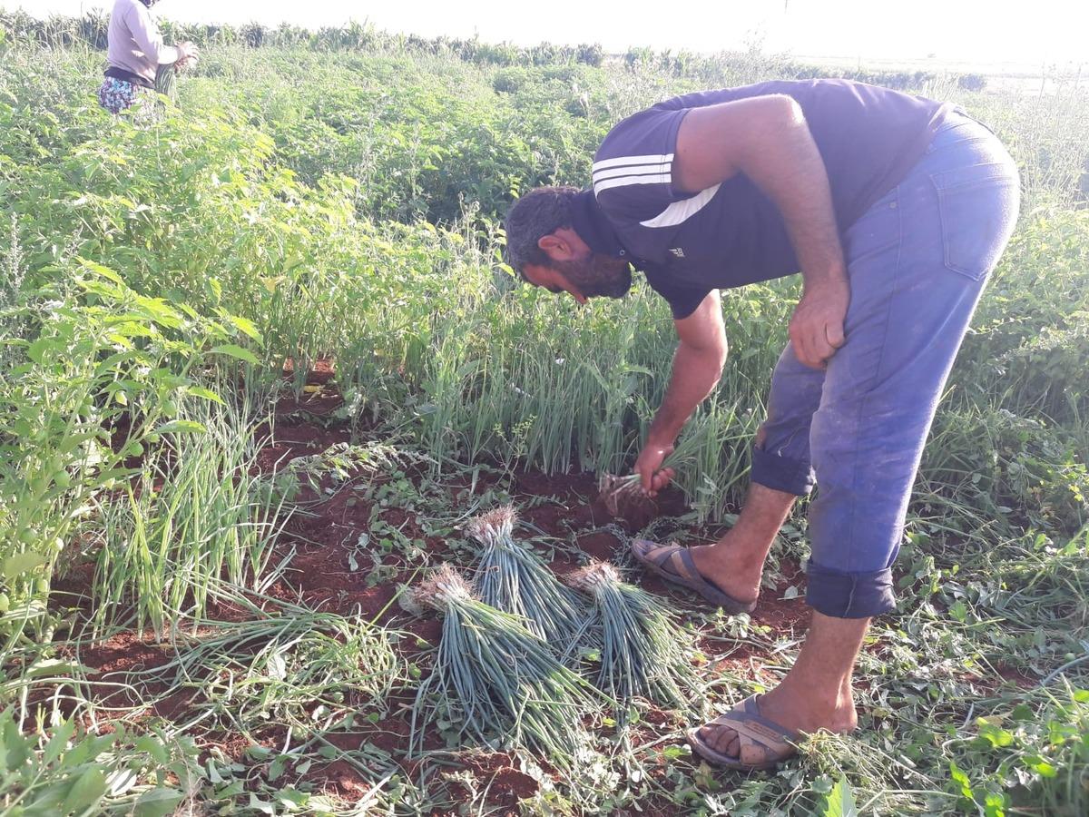 Yeşil soğanın &ccedil;uvalı tarlada 5, halde 100 lira