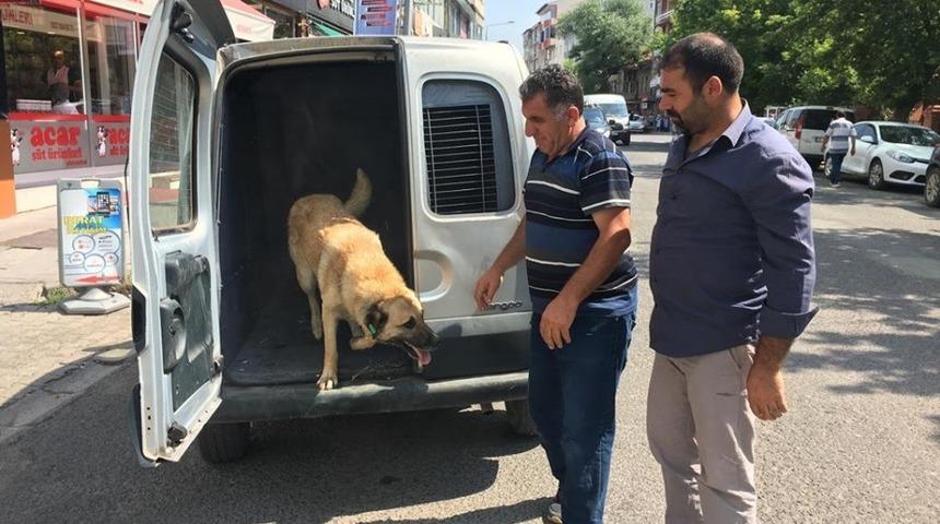 Rehabilite edilen k&ouml;pekler k&uuml;peleri takılarak alındıkları yerlere bırakıldı