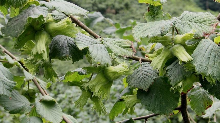 &Ouml;rnek bah&ccedil;elerde fındık bolluğu