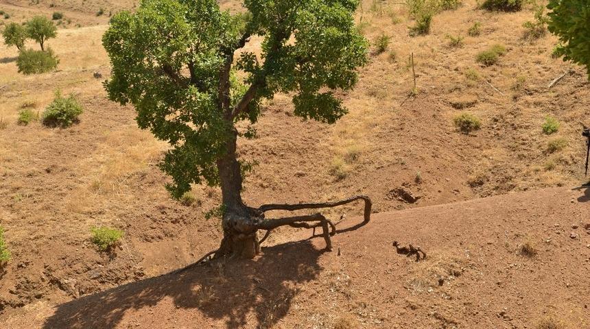 Meşe ağaçları koruma altına alınıyor