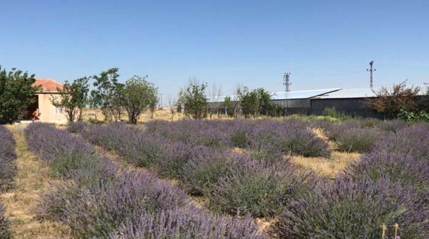 Sineklerden kurtulmak için lavanta bahçesi kurdu