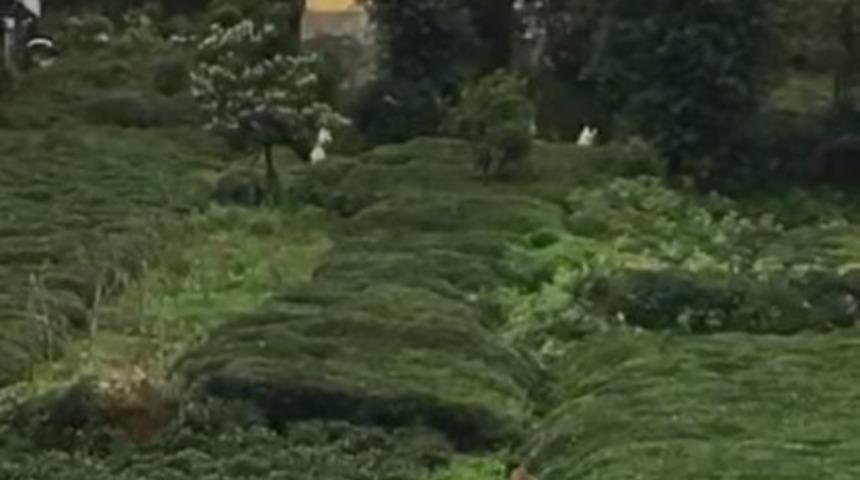 Rize&rsquo;de ayı &ccedil;ay bah&ccedil;esine girdi