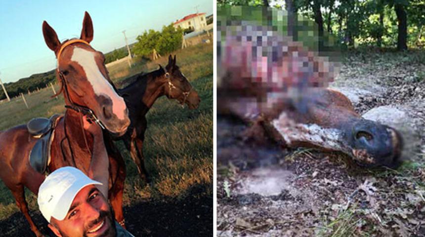 Çiftlikten kaybolan yarış atını kesip, etlerini almışlar