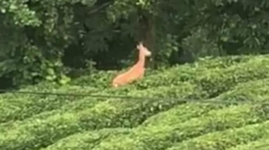 Karaca &ccedil;ay bah&ccedil;esinde g&ouml;r&uuml;nt&uuml;lendi