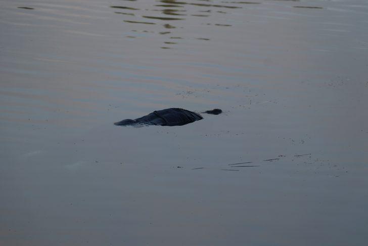 Koşu yapan vatandaşlar Seyhan Nehri'nde kadın cesedi buldu G4