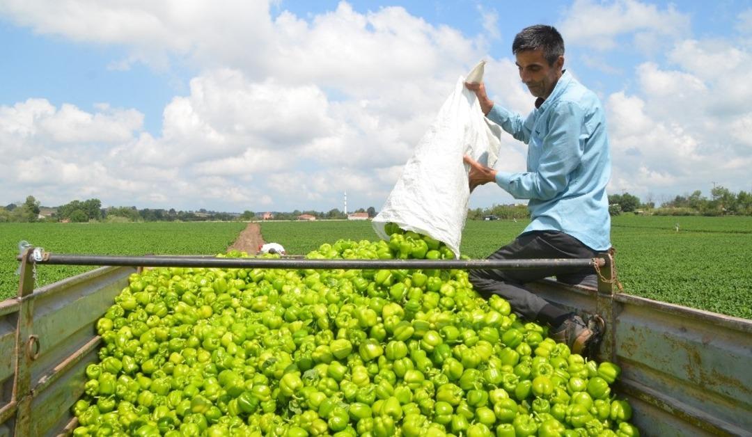 Bafra Ovası&rsquo;nda biber hasadı