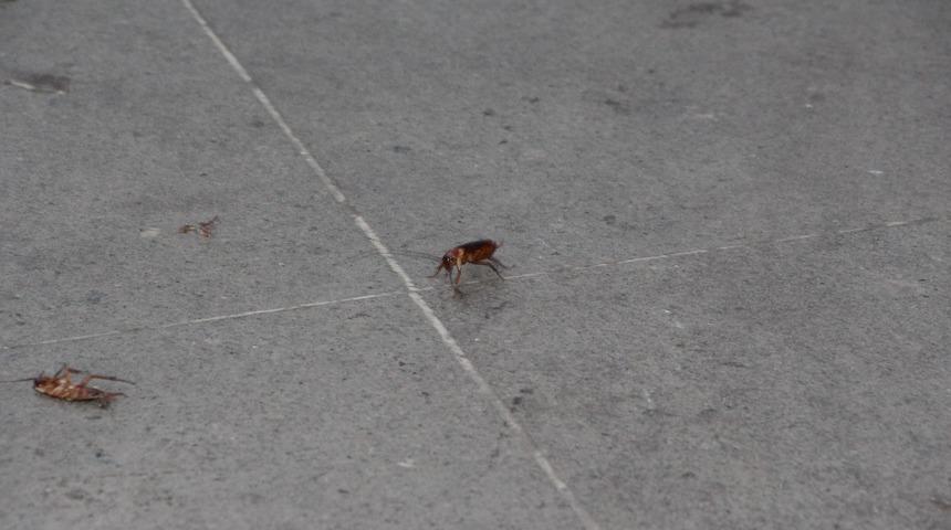 Kakalak nedir? Kakalak b&ouml;ceği ile nasıl m&uuml;cadele edilir? 