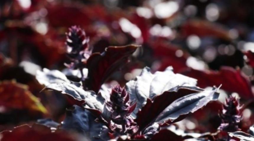 Arapgir'in Mor Reyhan'ı tam bir şifa kaynağı