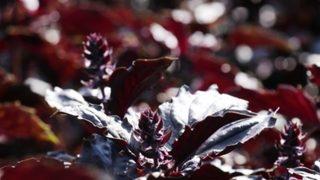 Arapgir'in Mor Reyhan'ı tam bir şifa kaynağı