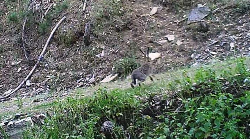 Nazilli DKMP&rsquo;den yaban tavşanı avı uyarısı