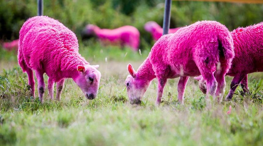 Koyunları pamuk şeker gibi pembeye boyadılar!