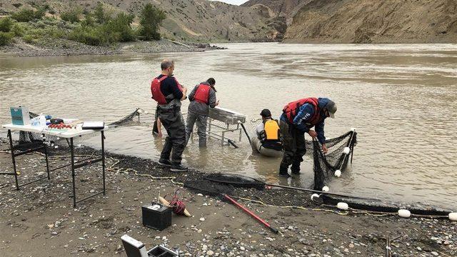 Kanada’da heyelan mağduru somonlar helikopterle kurtarılacak