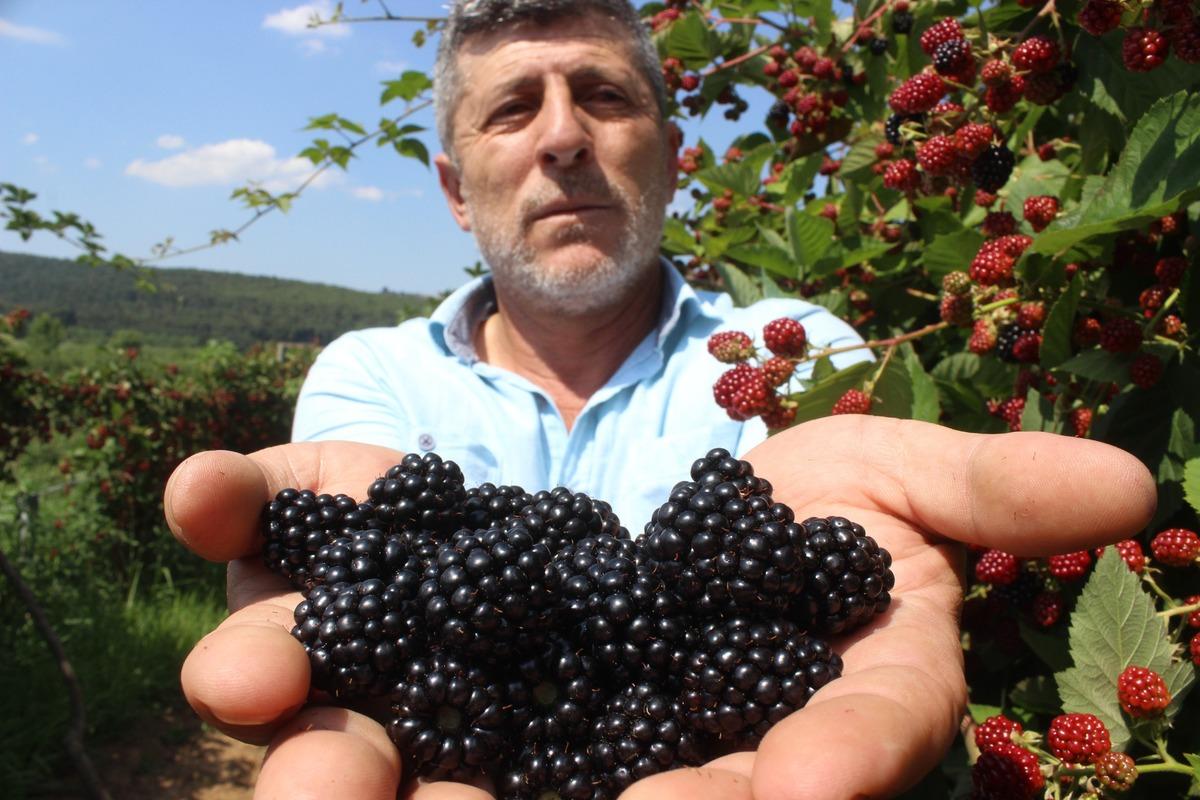 Tadına bakanların hayran olduğu b&ouml;ğ&uuml;rtlen dalında 8 lira