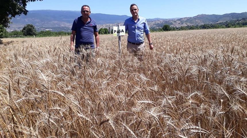 Simav&rsquo;da buğday &ccedil;eşit denemeleri