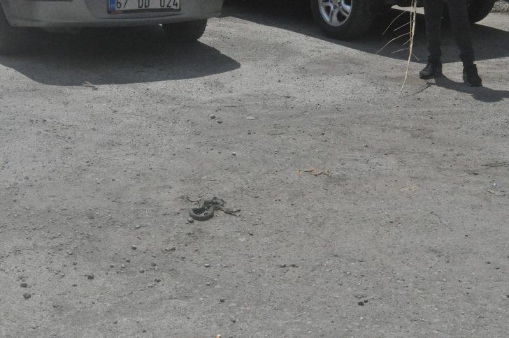 Mahalle arasında ortaya çıkan 3 metrelik su yılanı dereye bırakıldı G3
