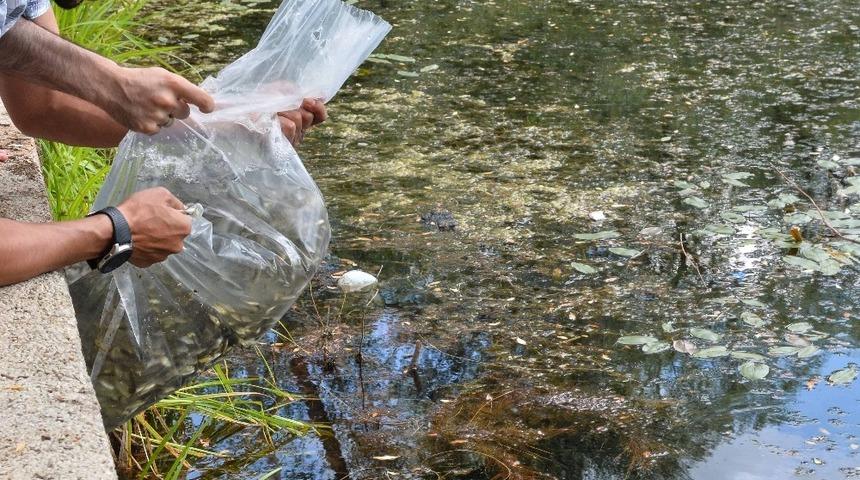 Ankara Büyükşehir Belediyesi, göl ve göletlerde balıklandırma çalışmalarını tamamladı