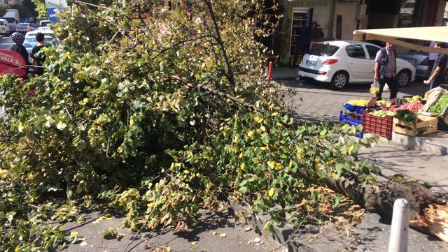 Kağıthane'de kırılan ağaç dalı motosiklet sürücüsünün üzerine devrildi 