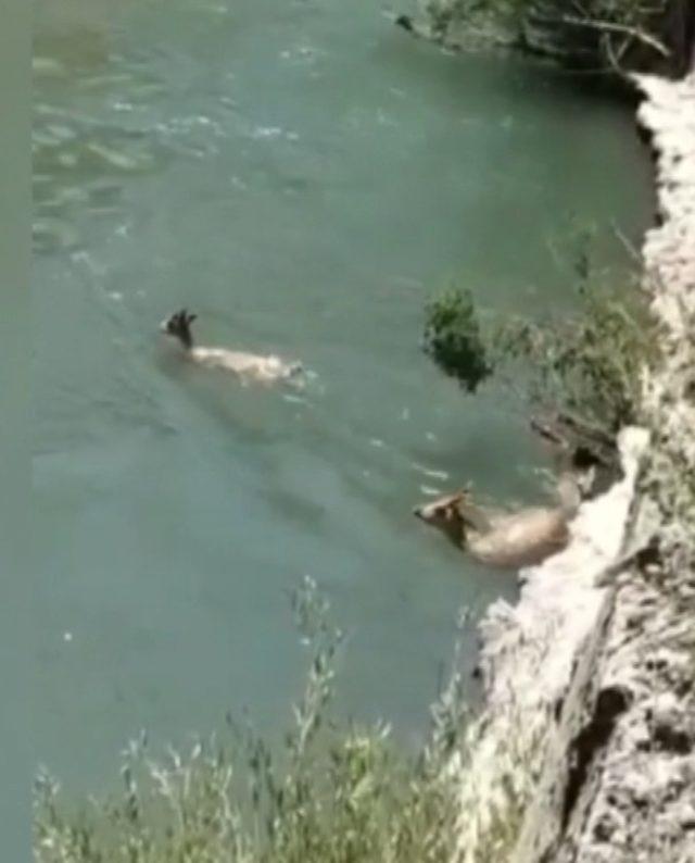 Dağ keçileri Pülümür çayında serinledi