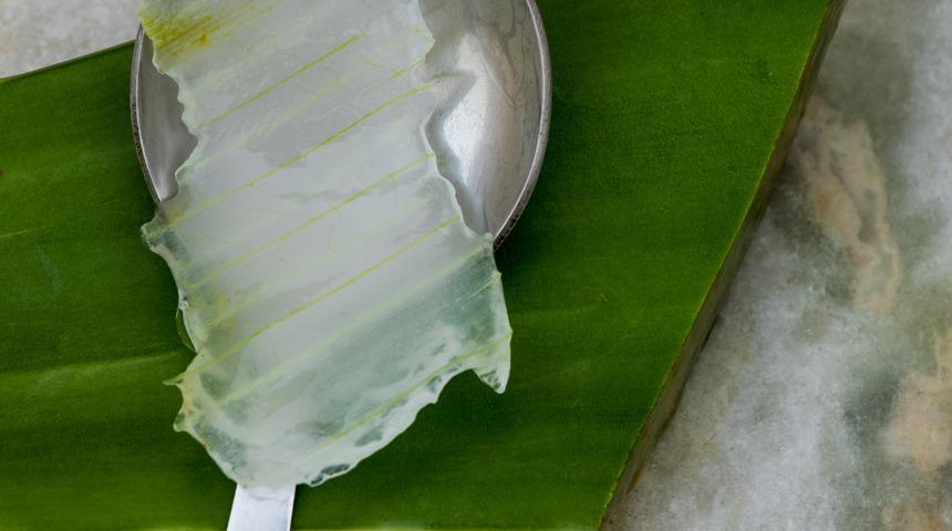Dermatologlar da onu öneriyor! İşte 'ölümsüzlük bitkisi' Aloe Vera'nın farklı kullanım alanları