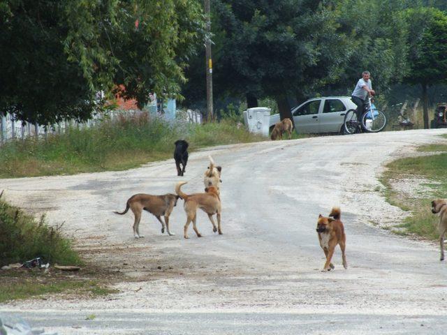 Köy sakinleri sokak köpeklerinden dertli