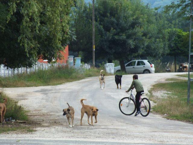 Köy sakinleri sokak köpeklerinden dertli