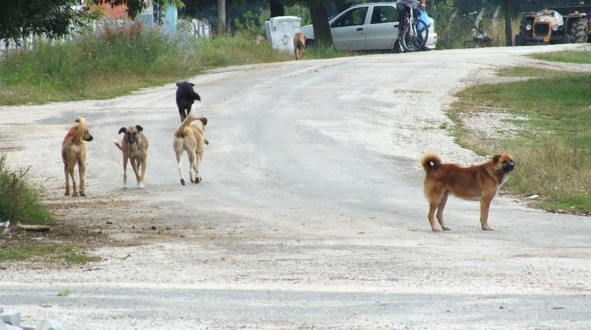 K&ouml;y sakinleri sokak k&ouml;peklerinden dertli