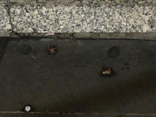 Caddeyi  kakalak  b&ouml;ceği sardı, ekipler ila&ccedil;lama yaptı 2