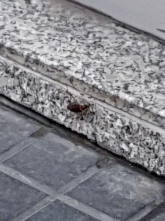 Caddeyi  kakalak  b&ouml;ceği sardı, ekipler ila&ccedil;lama yaptı 4