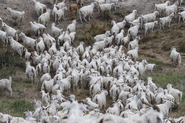 Ankara keçisinin nesli azaldı, tiftik üretimi can çekişiyor 