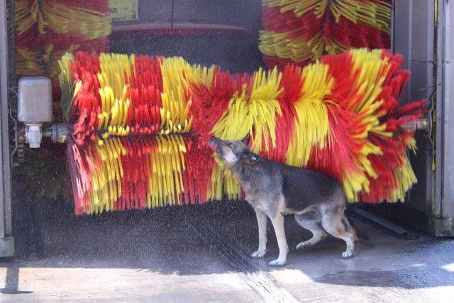 En temiz köpek, yıkanma yöntemiyle fenomen oldu