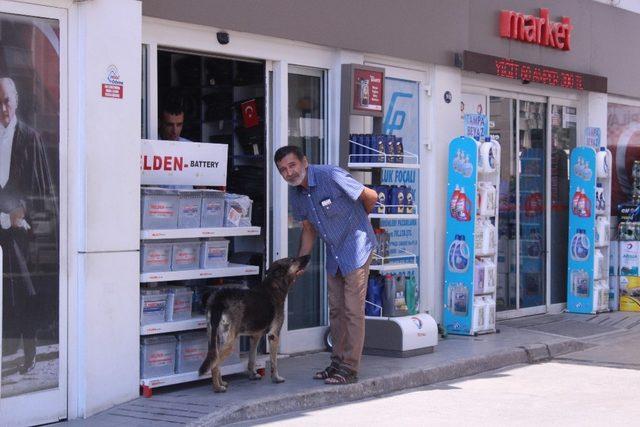 En temiz köpek, yıkanma yöntemiyle fenomen oldu