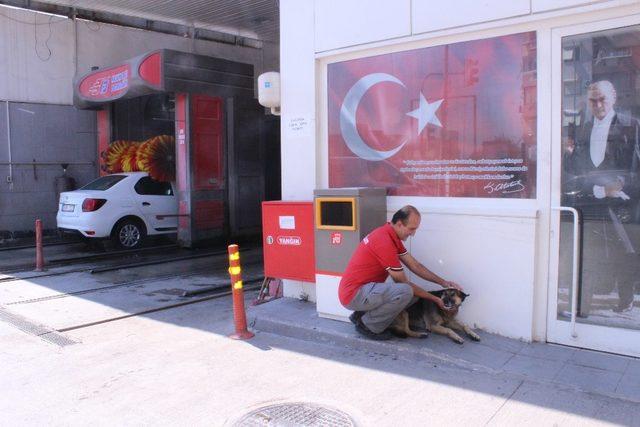 En temiz köpek, yıkanma yöntemiyle fenomen oldu