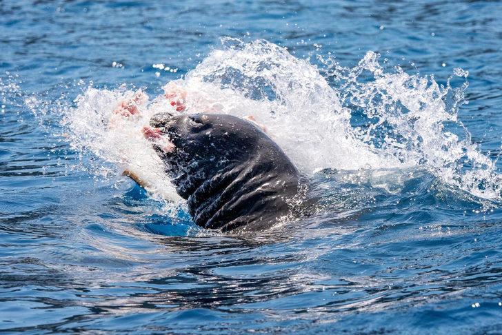 Akdeniz foku, Antalya'da balık yerken görüntülendi G4