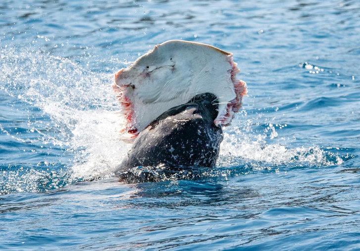 Akdeniz foku, Antalya'da balık yerken görüntülendi G3