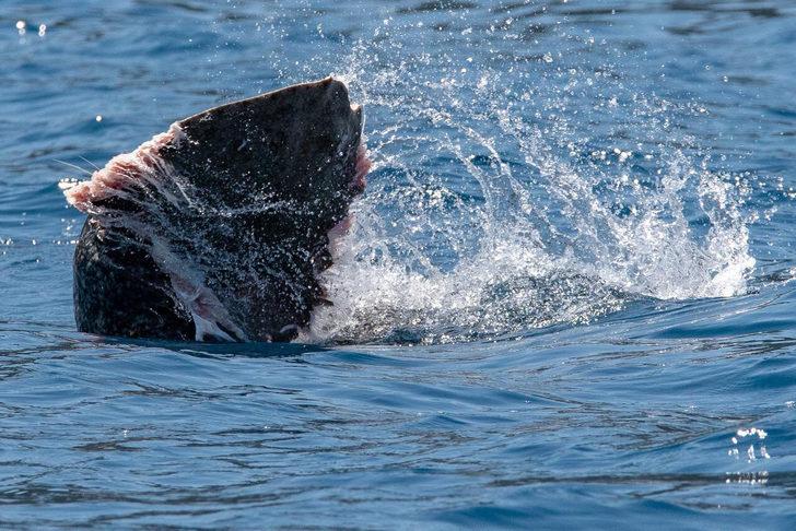 Akdeniz foku, Antalya'da balık yerken görüntülendi G2