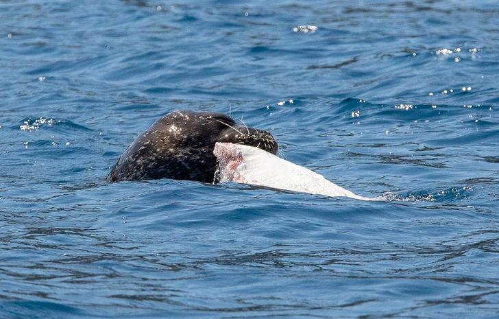 Akdeniz foku, Antalya'da balık yerken görüntülendi G1