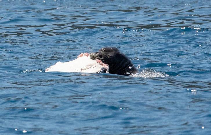 Akdeniz foku, Antalya'da balık yerken görüntülendi G5