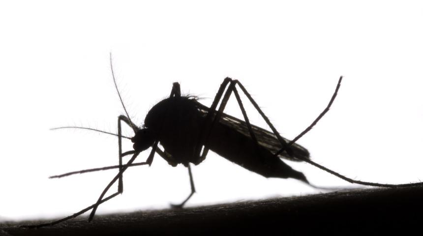 'Sivrisinek ısırığından 2 gün sonra halsizlik başladıysa dikkat'