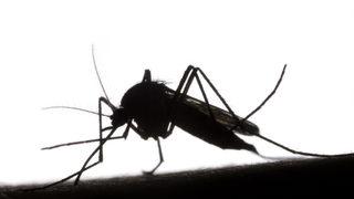 'Sivrisinek ısırığından 2 gün sonra halsizlik başladıysa dikkat'