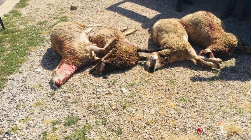 Haymana&rsquo;da kurtlar s&uuml;r&uuml;ye saldırdı