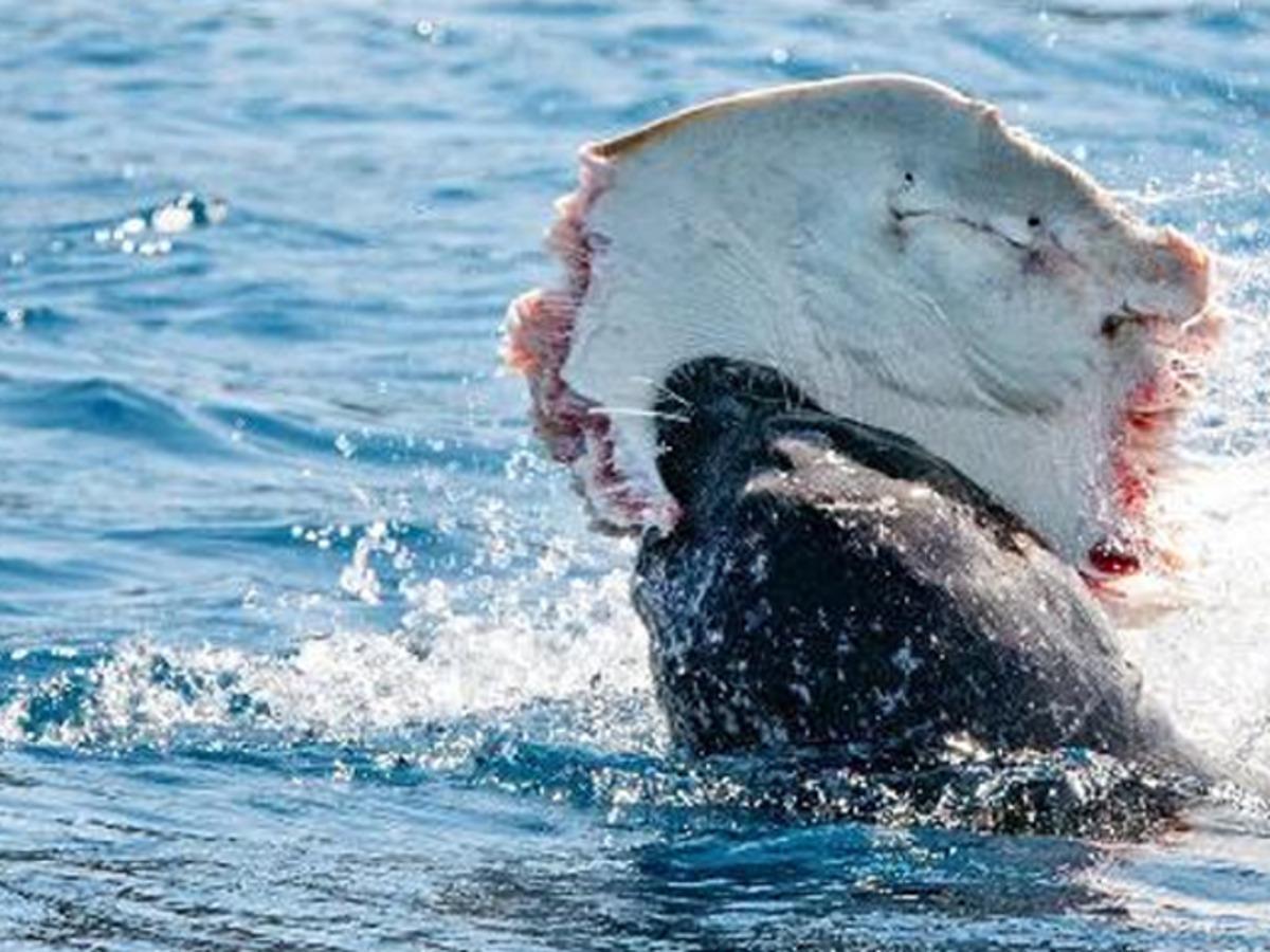 Akdeniz foku, Antalya'da balık yerken g&ouml;r&uuml;nt&uuml;lendi