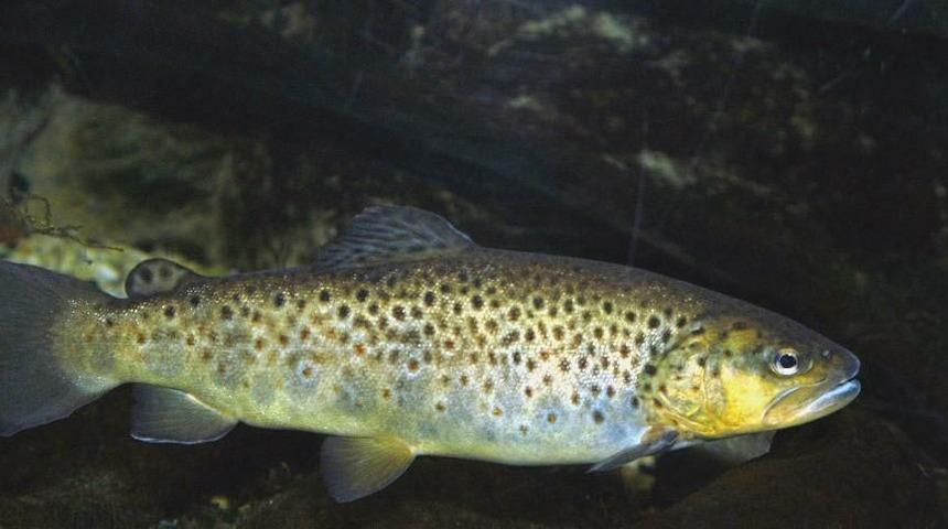 Norve&ccedil; somonu yerine Karadeniz alabalığı