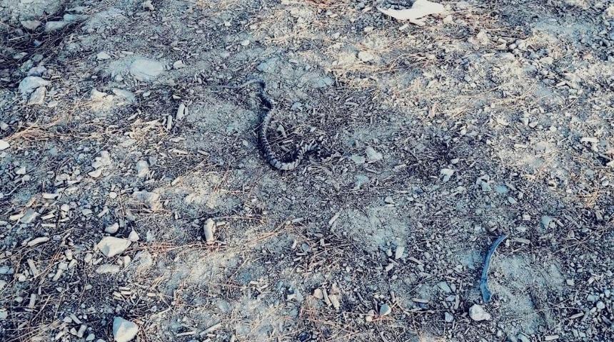 Otomobilin bagajından yılan &ccedil;ıktı