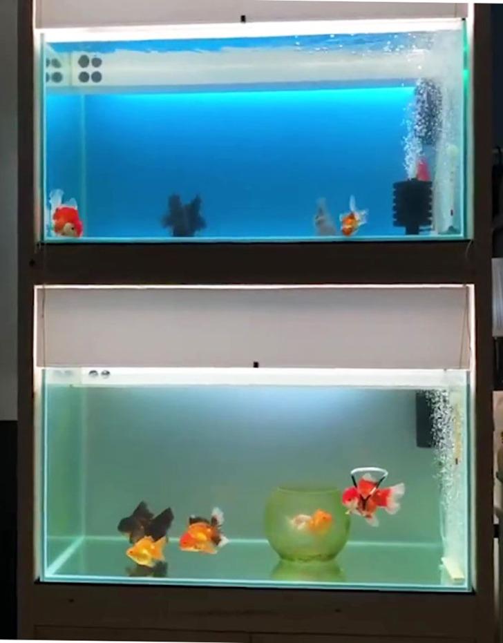 Balığı ölmesin diye yaptığı şey gündem oldu! G3