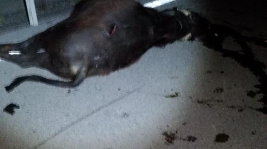 Otomobilin &ccedil;arptığı manda telef oldu