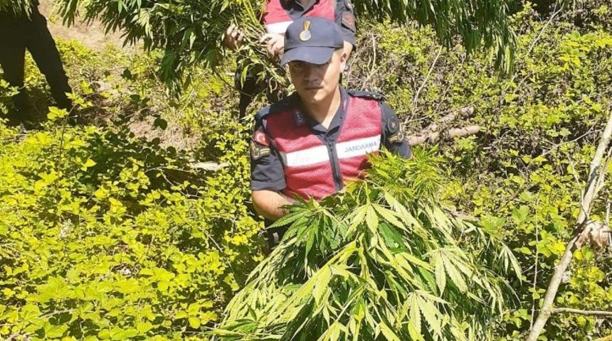 İneg&ouml;l&rsquo;de 90 k&ouml;k kenevir ele ge&ccedil;irildi