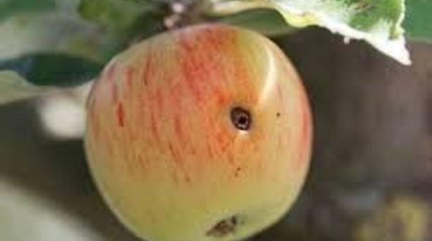 Van’da elma iç kurdu uyarısı