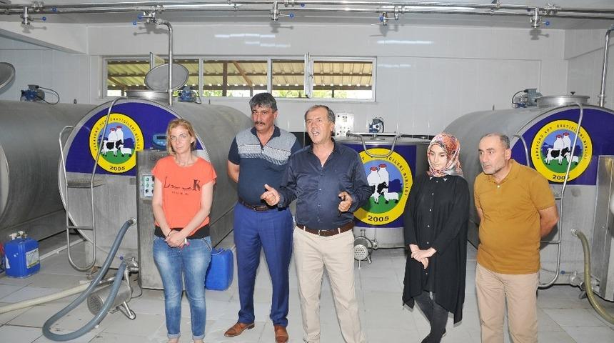Sarayönü süt üreticilerine AB desteği
