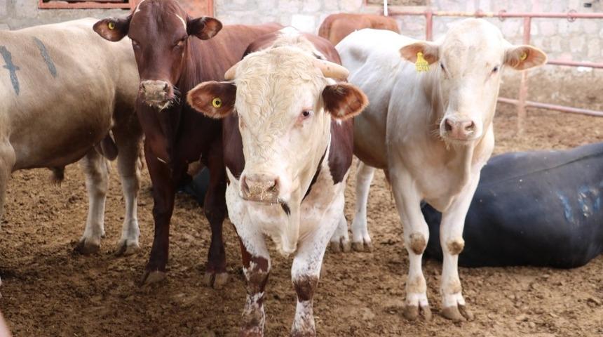 ’E-kurban pazarı’ ilgi odağı